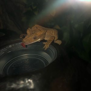 Meet your Posher, Alfredo